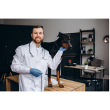 onde marcar exames laboratoriais veterinários Sítio Morro Grande