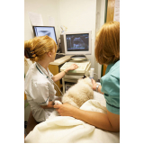 onde tem clínica veterinaria com ultrassom Cerqueira Cezar