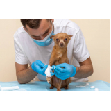 ortopedia para animais consulta Freguesia do Ó