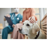 ozonioterapia cachorros procedimento Vila Romana