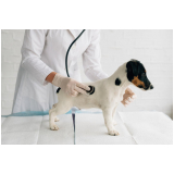 ozonioterapia cachorros tratamento Vila Chalot