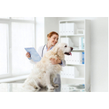 Ozonioterapia Cães
