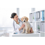 Ozonioterapia em Cães Castrados