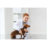 ozonioterapia em cachorros tratamento Vila Iório