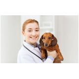 ozonioterapia em cachorros Vila Picinin