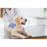 ozonioterapia em cães castrados Bairro Siciliano
