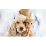 ozonioterapia medicina veterinária tratamento Pompeia