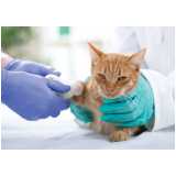 preço de cirurgia de castração de gatos Bom Retiro