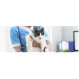 preço de cirurgia para retirada de tumor em gatos Água Branca