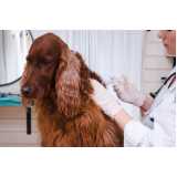 tratamento de ozonioterapia cachorro Bairro Urbanizadora