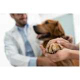 tratamento de ozonioterapia em cães idosos Vila União