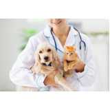 tratamento de ozonioterapia em cães Jaguaré