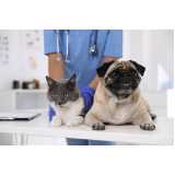 tratamento de ozonioterapia em gatos Vila Cavaton