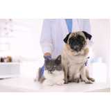tratamento de ozonioterapia para gatos Vila Lório