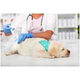 vacina antirrábica cachorro Vila Chalot