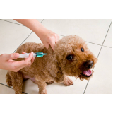 vacina antirrábica em cachorro Campos Da Escolástica