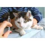vacina antirrábica gato valores Aclimação