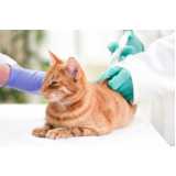 vacina antirrábica gato Parque Vila Lobos