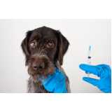 vacina antirrábica para cachorro valor Vila Mariana