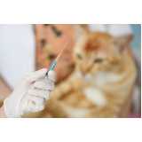 vacina antirrábica para gato Vila Romana