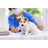 vacina cachorro filhote marcar Vila União