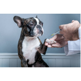 vacina cachorro filhote Itaim Bibi