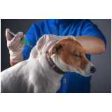 vacina contra raiva cachorro valor Casa Verde