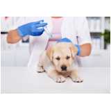 vacina contra raiva para cachorro Higienópolis