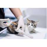vacina contra raiva para gato valores Vila Cavaton