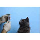 vacina contra raiva para gato Vila Romana