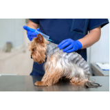 vacina da raiva cachorro marcar Bom Retiro