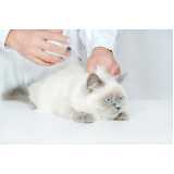 vacina da raiva para gato valores Pacaembu