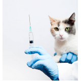 vacina da raiva para gatos Vila Barra Funda