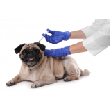 vacina de cachorro agendar Pacaembu