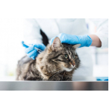 vacina de gato agendar Consolação