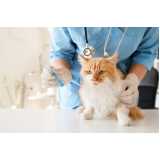 vacina de gato v4 valores Consolação