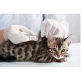 vacina de gato v5 valores Jaguara