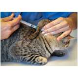 vacina de gato v5 Higienópolis