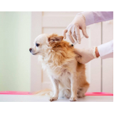 vacina de raiva em cachorro marcar Vila Picinin