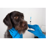 vacina de raiva para cachorro marcar Jardim Europa