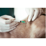 vacina de raiva para cachorro Vila Romana