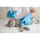 Vacina Antirrábica para Gatos