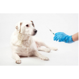 vacina filhote cachorro agendar Casa Verde