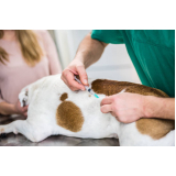 vacina leishmaniose canina marcar Bixiga