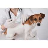 vacina para filhote de cachorro valor Itaim Bibi