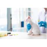 vacina para filhote de gato valores Pacaembu
