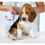 vacina para filhotes de cachorro marcar Vila Cavaton