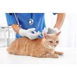 vacina para gato filhote Bixiga