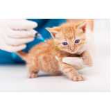 vacina para gato Perdizes
