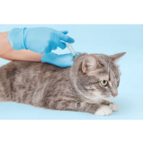 vacina para gatos não pegar cria agendar Higienópolis